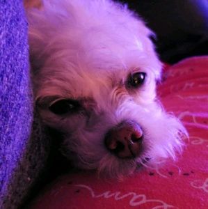 Meet your Posher, Donna